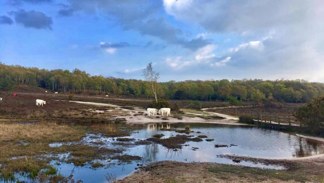 The Wayside Shepherd Hut Бюли Екстериор снимка
